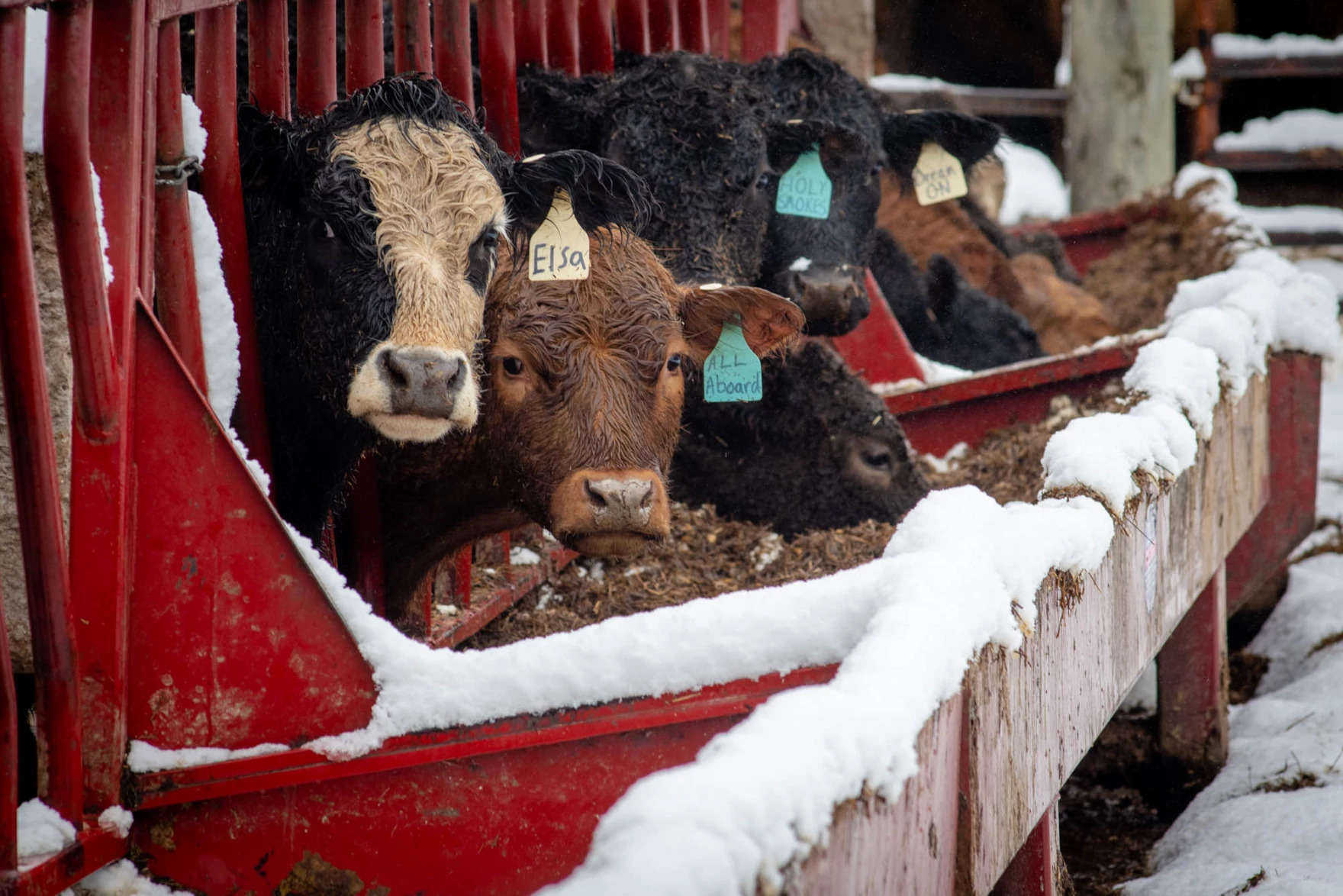 A row of farm cows with their head inbetween fences eat from a trough